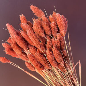 Phalaris, Terracotta, Dried (Canary Grass) 100g 70cm
