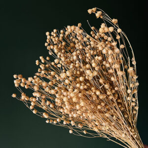 Bubble Flax, Natural Light Brown, Dried (Linum) 50cm