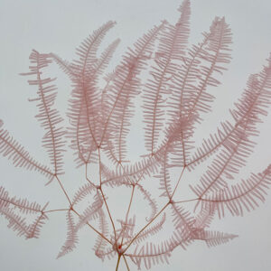 Coral Ferns, Light Pink, Preserved, 55cm