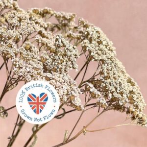 Achillea, Natural Vintage White, Dried (Yarrow) 40-55cm BRITISH WILD FLOWERS