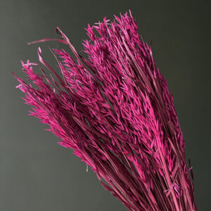 Oats Dried Bunch, Deep Magenta (Avena) 70cm