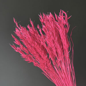 Oats Dried Bunch, Fuchsia Pink (Avena) 70cm