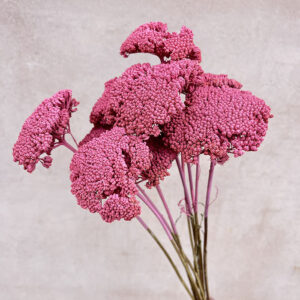 Achillea Parker, Pink, Dried (Yarrow) 60cm