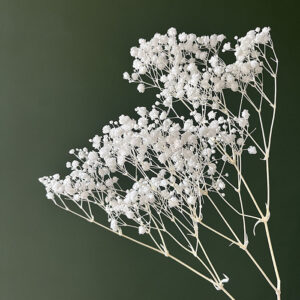 Baby’s Breath, Bleached Pure White, Preserved (Gypsophila) Kiara® 70cm