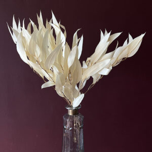 Eucalyptus Exotica, Bleached Creamy White, Preserved, 50cm