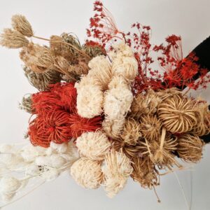 Ammi ~ Bupleurum