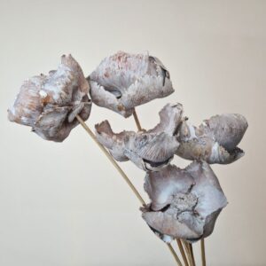 Palm Cups, Boho White, Dried, 50cm