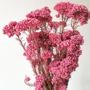 Rice Flower, Hot Pink, Preserved (Ozothamnus) 70cm