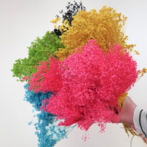 Broom Bloom