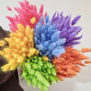 Bunny Tails (Lagurus)