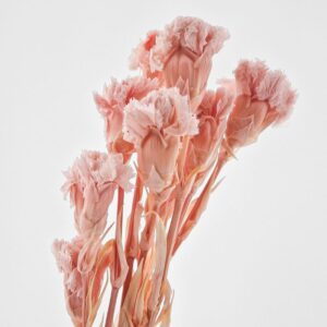 Carnations