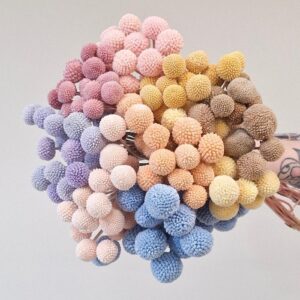 Craspedia ~ Button Flowers