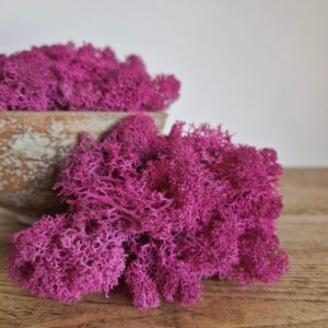 Icelandic Moss, Deep Magenta Red, Preserved (Reindeer Moss) approx 100g
