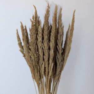 Pinion Grass, Natural Brown, Dried, 45-50cm