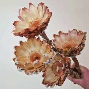 Protea Barbigera, Dried Rosette Base, Natural, 30-40cm