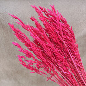 Oats Dried Bunch, Bright Fuchsia Pink (Avena) 70cm