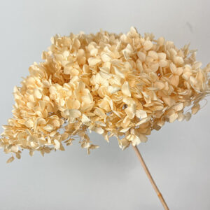 Hydrangea, Pale Apricot, Preserved, 50cm
