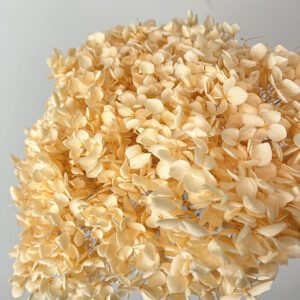 Hydrangea arb. ‘Annabelle’, Pale Apricot, Preserved, 50cm+ Bloom 21-25cm (Large)