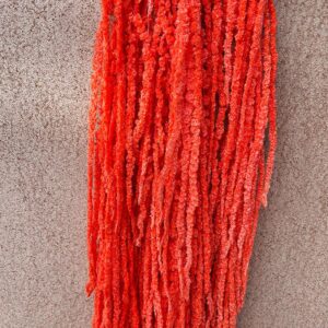 Amaranthus caudatus, Bright Salmon Orange, Preserved (Cascading) up to 110cm