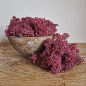 Icelandic Moss, Bordeaux Red, Preserved (Reindeer Moss) approx 100g