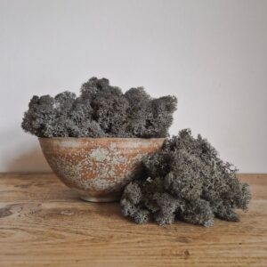 Icelandic Moss, Brown, Preserved (Reindeer Moss) approx 100g