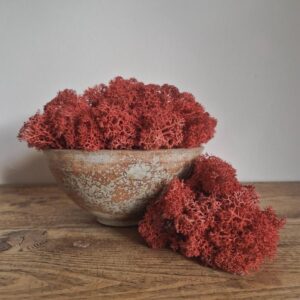 Icelandic Moss, Burnt Orange, Preserved (Reindeer Moss) approx 100g