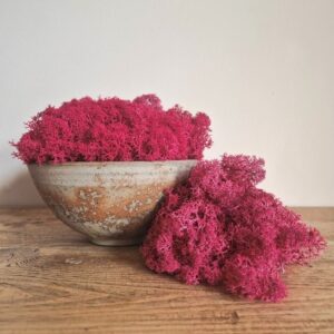 Icelandic Moss, Crimson Red, Preserved (Reindeer Moss) approx 100g