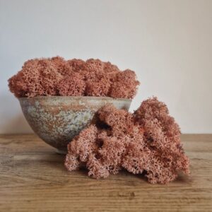 Icelandic Moss, Rusty Orange, Preserved (Reindeer Moss) approx 100g