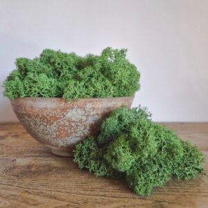 Icelandic Moss, Forest Green, Preserved (Reindeer Moss) approx 100g