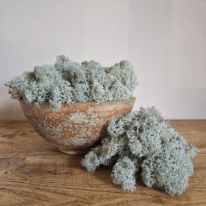 Icelandic Moss, Grey, Preserved (Reindeer Moss) approx 100g