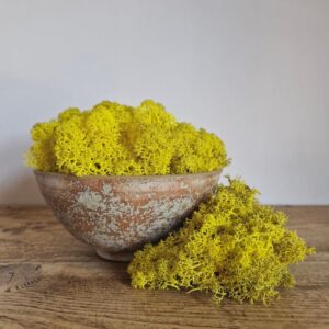 Icelandic Moss, Lemon Yellow, Preserved (Reindeer Moss) approx 100g