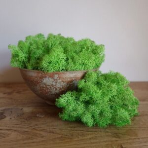 Icelandic Moss, Light Grass Green, Preserved (Reindeer Moss) approx 100g