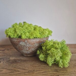 Icelandic Moss, Spring Green, Preserved (Reindeer Moss) approx 500g