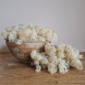 Icelandic Moss, Sepia Cream, Preserved (Reindeer Moss) approx 100g