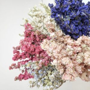 Larkspur (Delphinium)