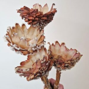 Protea Barbigera, Dried Rosette Base, Natural, 30-40cm