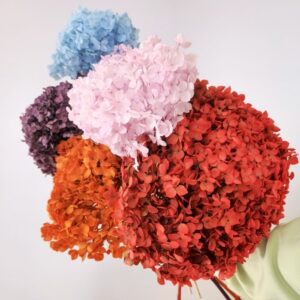 Hydrangeas