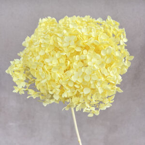 Hydrangea, Preserved, Soft Yellow, 50cm