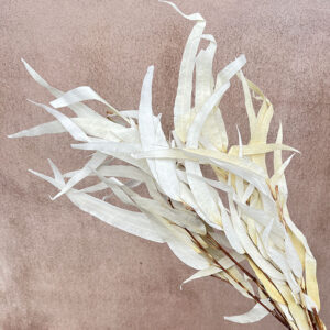 Eucalyptus Exotica, Off White, Preserved, up to 60cm (B-Grade/ Seconds)