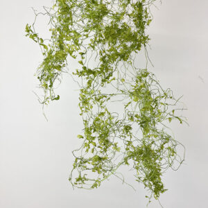 Sanwee Vine, Green, Preserved, Earth Matters® 70cm