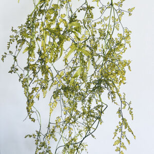 Sanwee Vine, Moss Green, Preserved, Long, up to 130cm Earth Matters®