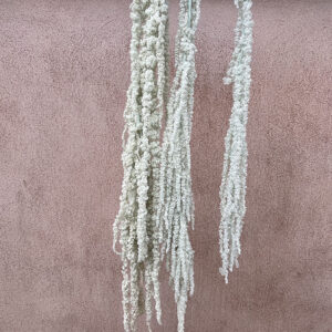 Amaranthus caudatus, Pale Blue, Preserved (Cascading) up to 110cm