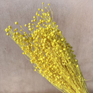 Bubble Flax, Bright Yellow, Dried (Linum) 70cm