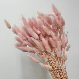Lagurus Grass, Pastel Pink, Dried (Bunny Tails) 50-70cm 100g