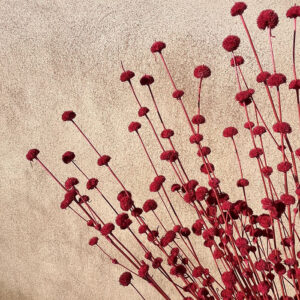 Button Flower, Red, Dried (Hyptis) 50-70cm