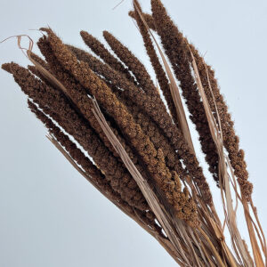 Canary Millet, Brown, Dried (Setaria italica) 50-60cm