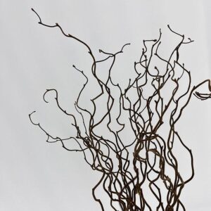 Twisted Hazel, 50cm Natural Brown, Dried (Corylus avellana contorta)