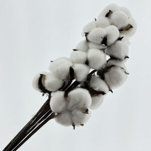 Cotton Stem, Hand Made, White, Dried, 1 ball (Gossypium Hirsutum) 30cm