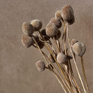 Craspedia, Light Mocha, Preserved (Billy Buttons) 50cm