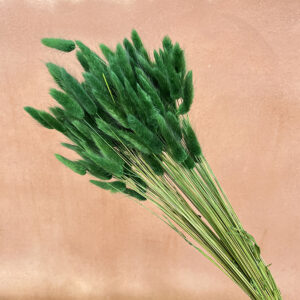 Lagurus Grass, Dark Green, Dried (Bunny Tails) 50-70cm 100g